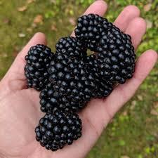 Thornless Blackberries