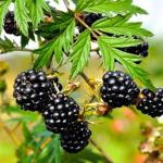 Thornless Blackberries