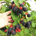 Thornless Blackberries