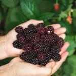 Thornless Blackberries