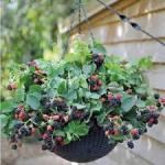 Thornless Blackberries