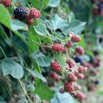Thornless Blackberries