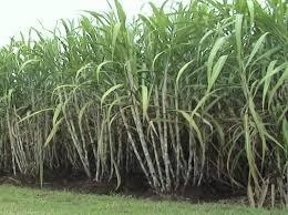 VAANAVIL COLLECTIVE FARMING FARMER PRODUCER COMPANY LIMITED