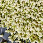 Phytocil