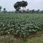 Phytocil