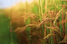 Virudhagireeswarar Collective Farming Farmers Producer company Limited