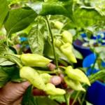 Chilli seeds