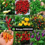 Chilli seeds