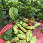 Chilli seeds