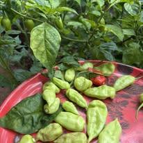 Chilli seeds